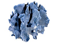 Blauwe koraal