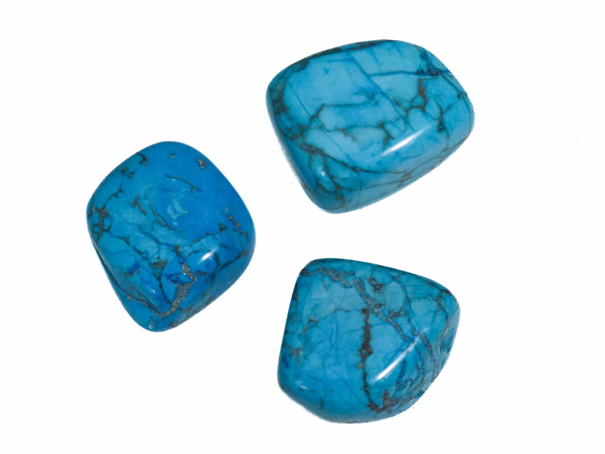 Blauwe howliet