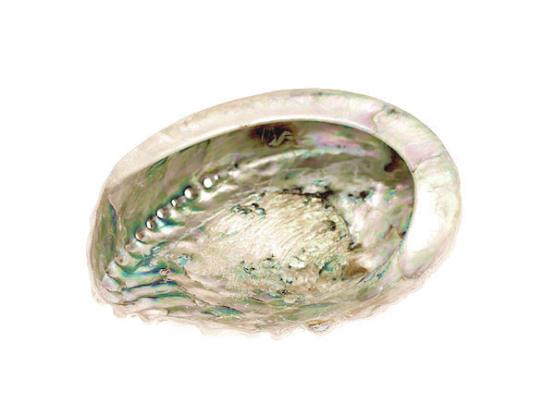 abalone schelp