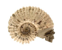 Ammoniet