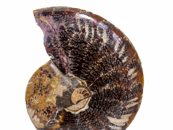 Ammoniet paar