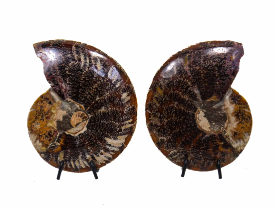 Ammoniet paar